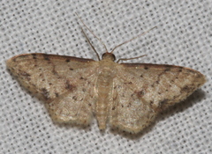 Idaea halmaea