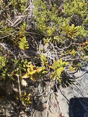 Veronica decumbens