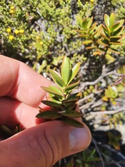 Veronica decumbens