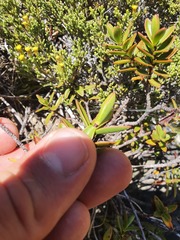 Veronica decumbens