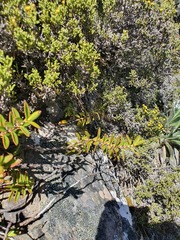 Veronica decumbens