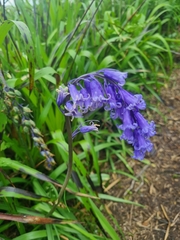 Hyacinthoides non-scripta