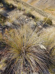 Chionochloa macra