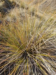 Chionochloa macra