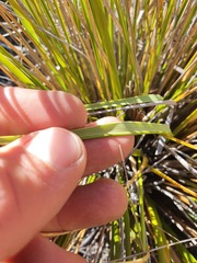 Chionochloa macra