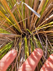 Chionochloa macra