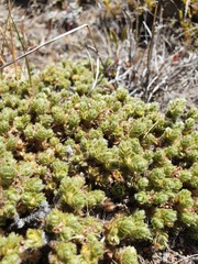 Pimelea sericeovillosa sericeovillosa