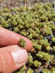 Pimelea sericeovillosa sericeovillosa