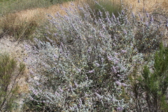 Salvia leucophylla