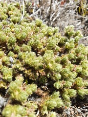 Pimelea sericeovillosa sericeovillosa