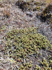 Pimelea sericeovillosa sericeovillosa