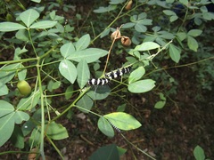 Crotalaria natalensis