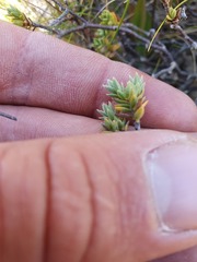 Pimelea sericeovillosa sericeovillosa