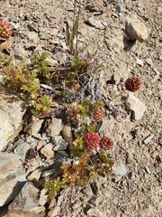 Acaena glabra