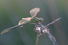 Gomphus pulchellus