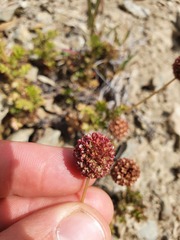 Acaena glabra
