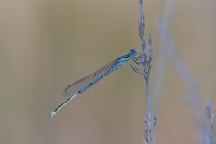 Erythromma lindenii