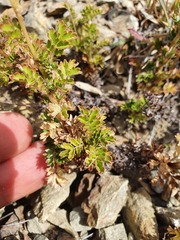 Acaena glabra