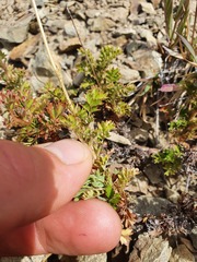 Acaena glabra