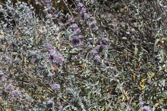 Salvia leucophylla