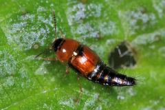 Tachyporus dispar