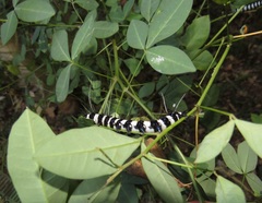 Crotalaria natalensis