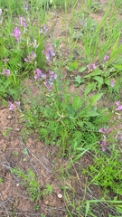 Astragalus macropus