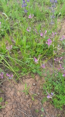 Astragalus macropus
