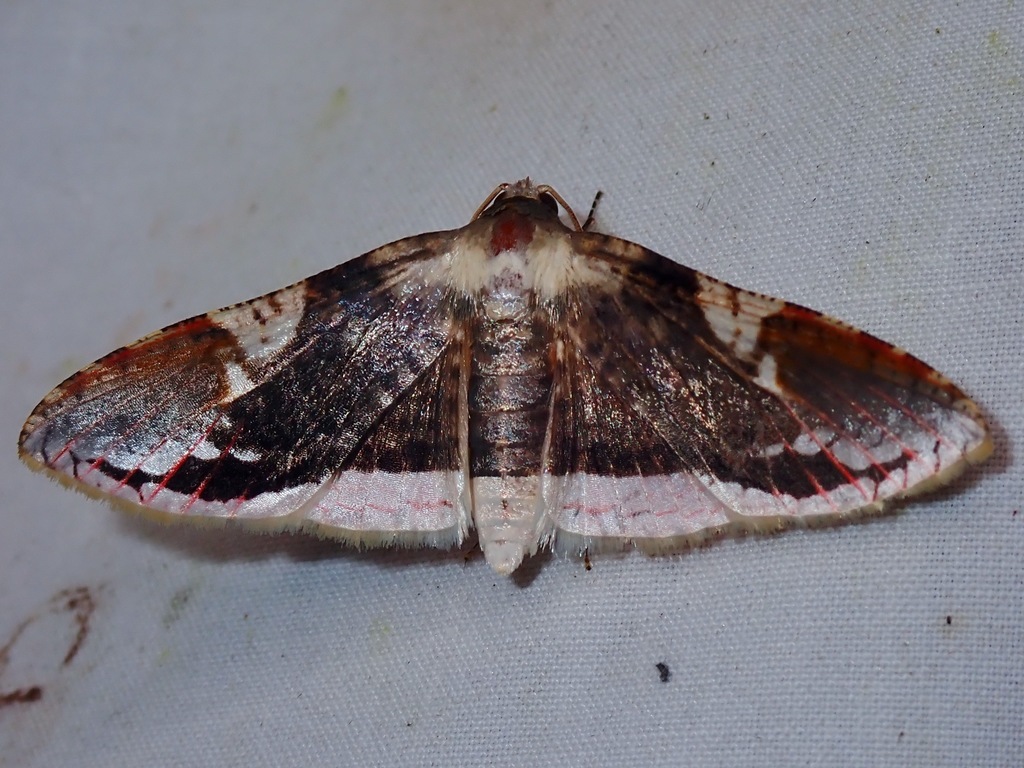 Rhodoneura acaciusalis