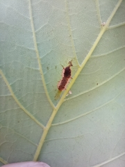 Aceria pseudoplatani