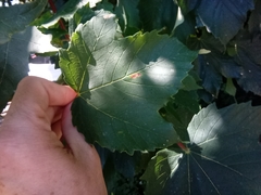 Aceria pseudoplatani