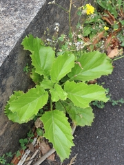 Sinapidendron gymnocalyx