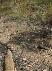 Indigofera pratensis