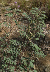 Indigofera pratensis