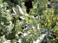 Atriplex nummularia