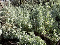 Atriplex nummularia
