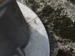 Anoplolepis gracilipes