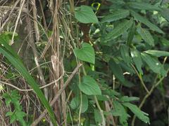 Thladiantha nudiflora