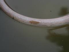 Odontotermes formosanus