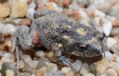 Uperoleia laevigata