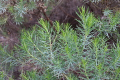 Olearia glutinosa