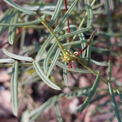 Senna aciphylla