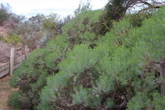 Olearia glutinosa