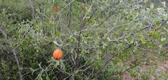 Ibervillea sonorae