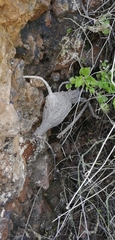 Ibervillea sonorae