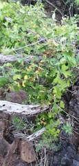 Ibervillea sonorae