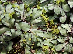Riccia inflexa