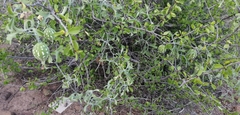 Ibervillea sonorae