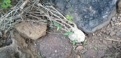 Ibervillea sonorae