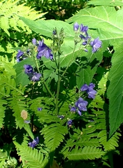 Polemonium caeruleum